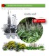 Venta de ACANTHUS MOLLI acanto BF 40/260