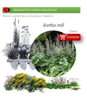 Venta de ACANTHUS MOLLI acanto BF 40/260