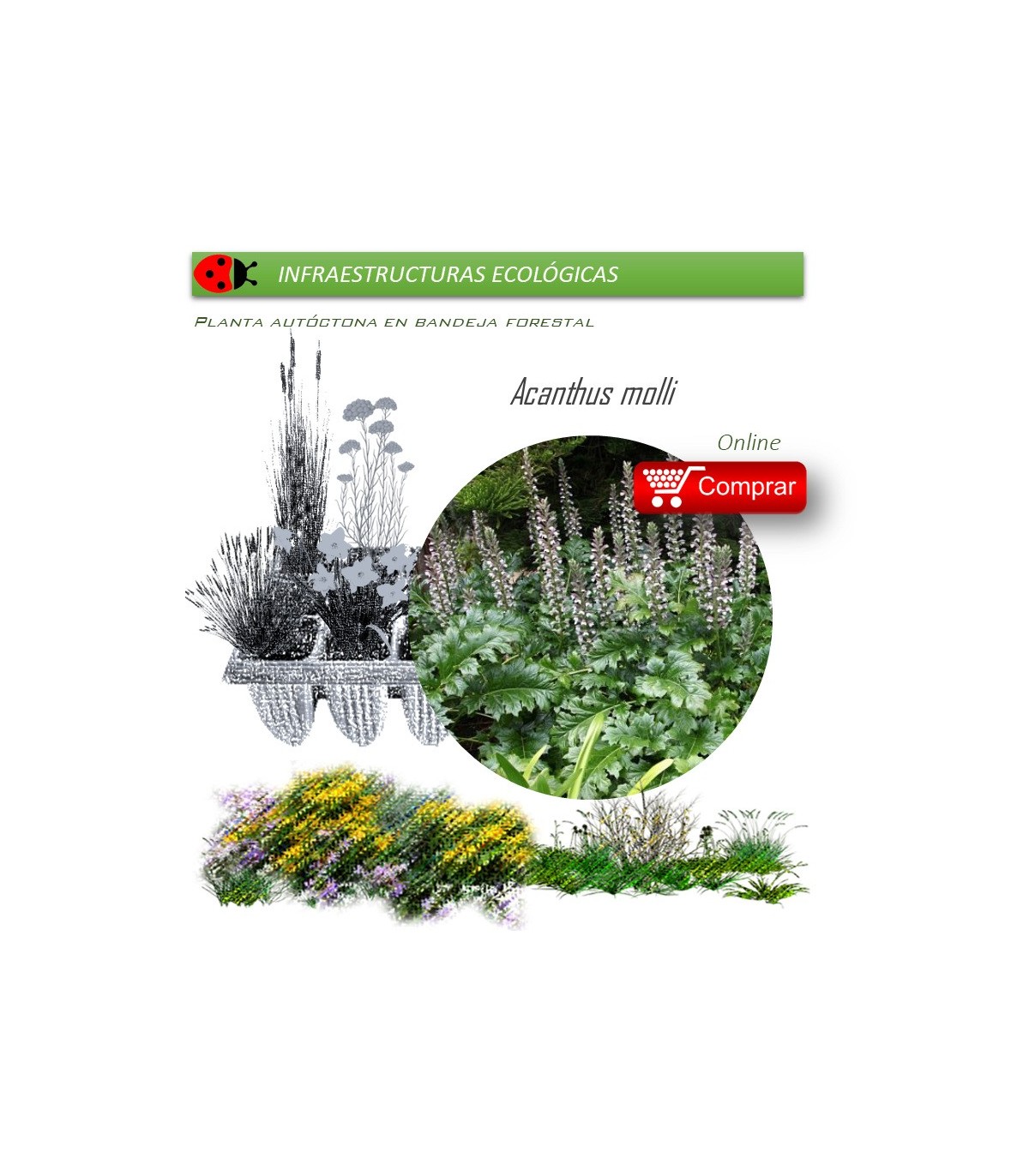 Venta de ACANTHUS MOLLI acanto BF 40/260