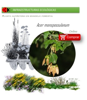 Venta de ACER MONSPESSULANUM (Arce de Montpelier) BF 40/260