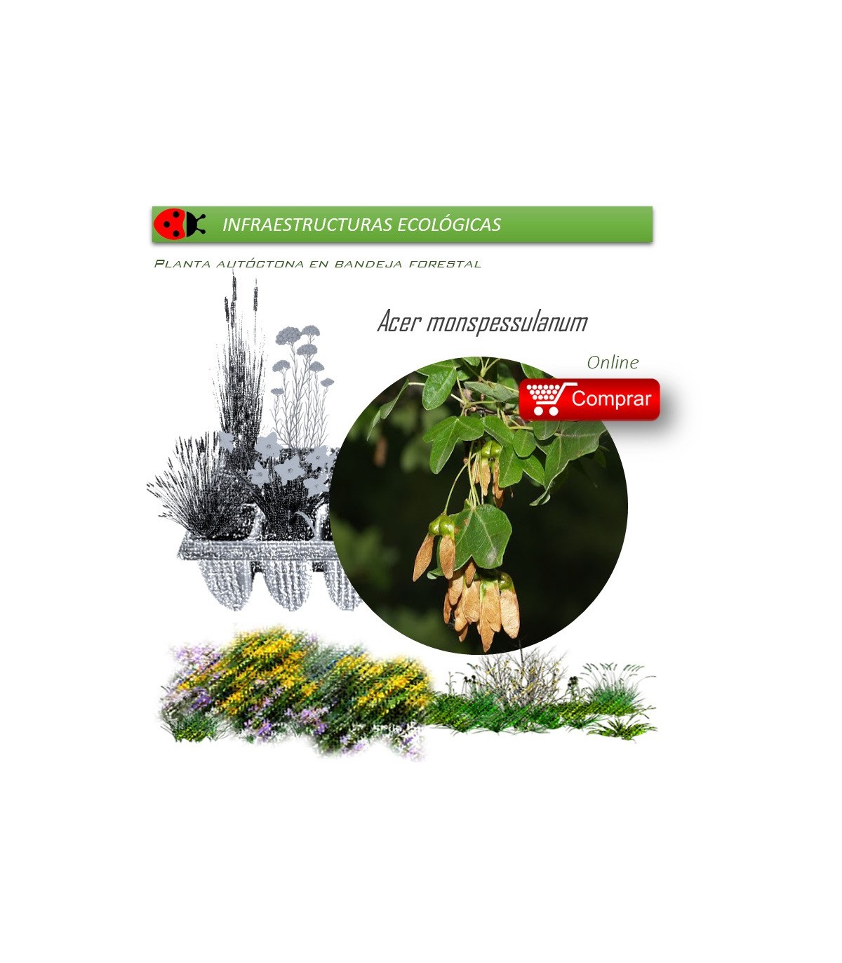 Venta de ACER MONSPESSULANUM (Arce de Montpelier) BF 40/260