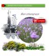 Venta de ALLIUM SCHOENOPRASUM (Cebollino) BF 40/260