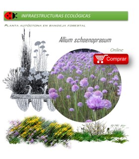 Venta de ALLIUM SCHOENOPRASUM (Cebollino) BF 40/260