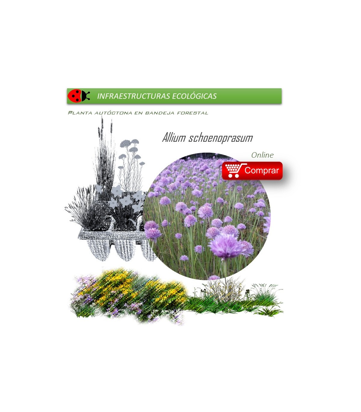 Venta de ALLIUM SCHOENOPRASUM (Cebollino) BF 40/260