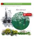 Venta de ALLIUM TUBEROSUM (Cebollino chino) BF 40/260