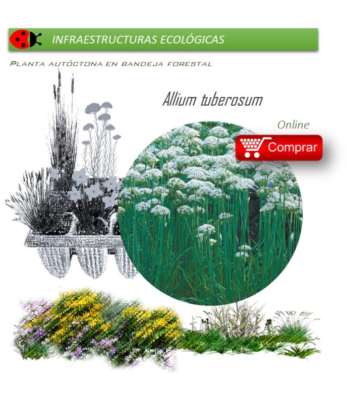 Venta de ALLIUM TUBEROSUM (Cebollino chino) BF 40/260