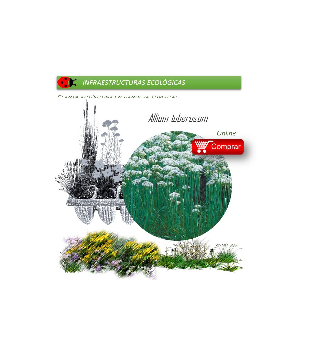 Venta de ALLIUM TUBEROSUM (Cebollino chino) BF 40/260