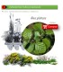 Venta de ALNUS GLUTINOSA (Aliso) BF 45/220
