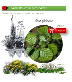 Venta de ALNUS GLUTINOSA (Aliso) BF 45/220
