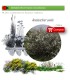 Venta de AMELANCHIER OVALIS (Guillomo) BF40/260