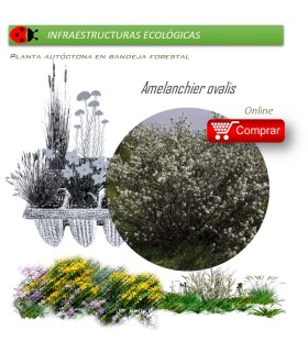 Venta de AMELANCHIER OVALIS (Guillomo) BF40/260