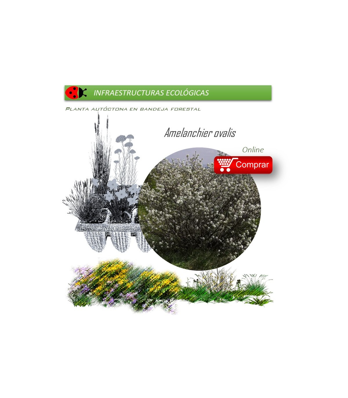 Venta de AMELANCHIER OVALIS (Guillomo) BF40/260