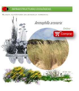 Venta de AMMOPHILLA ARENARIA (Barrón) BF 45/220