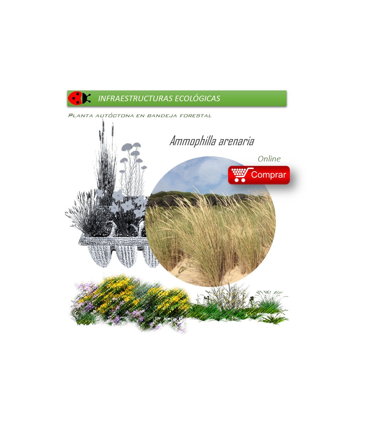 Venta de AMMOPHILLA ARENARIA (Barrón) BF 45/220