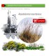 Venta de AMPELODESMOS MAURITANICUS (Carrizo) BF 40/260