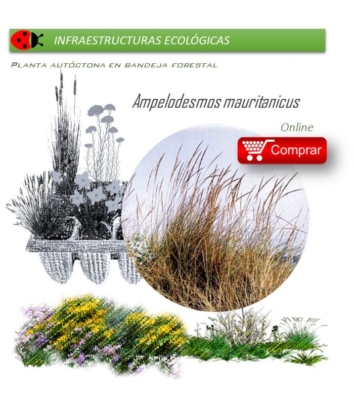 Venta de AMPELODESMOS MAURITANICUS (Carrizo) BF 40/260