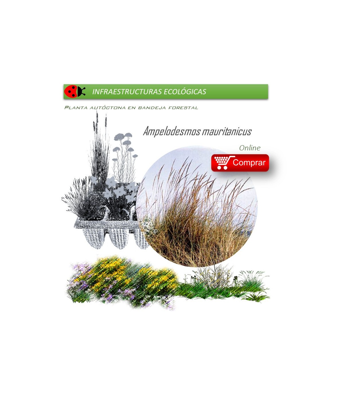 Venta de AMPELODESMOS MAURITANICUS (Carrizo) BF 40/260
