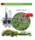 Venta de AQUILEGIA VULGARIS (Aguileña) BF 40/260