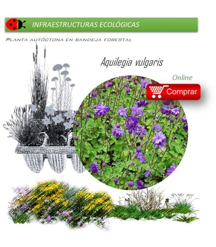 Venta de AQUILEGIA VULGARIS (Aguileña) BF 40/260