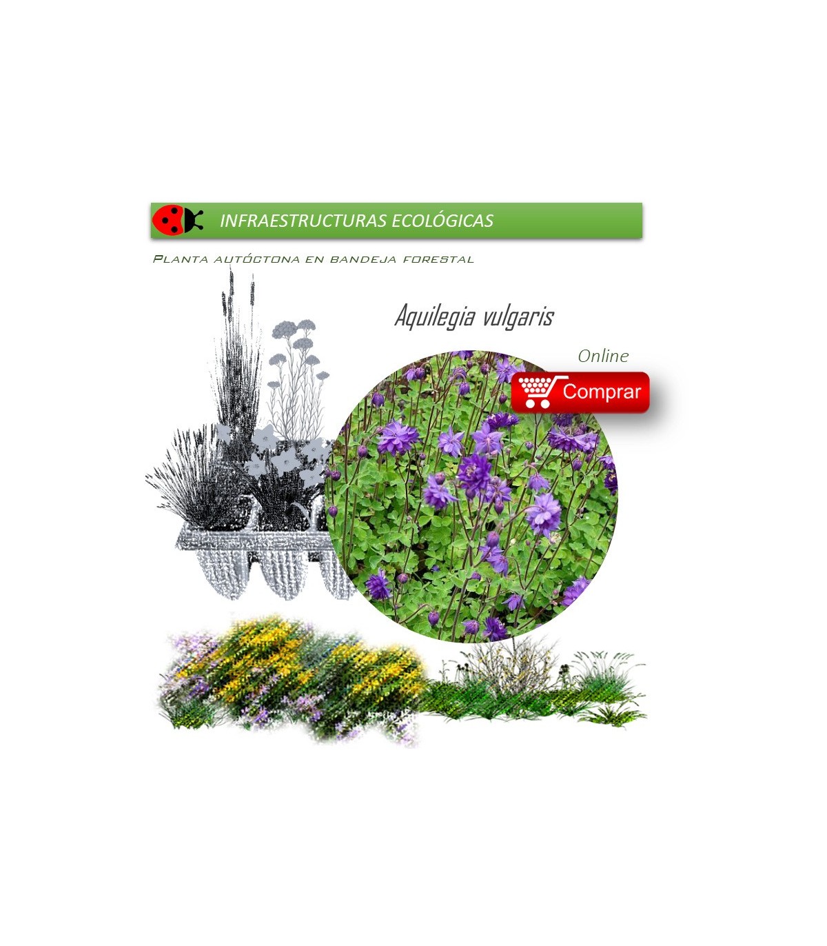 Venta de AQUILEGIA VULGARIS (Aguileña) BF 40/260