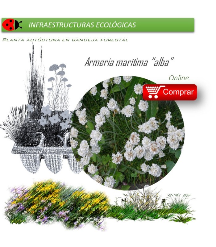 ARMERIA MARITIMA ALBA (Clavel de mar) BF 40/260