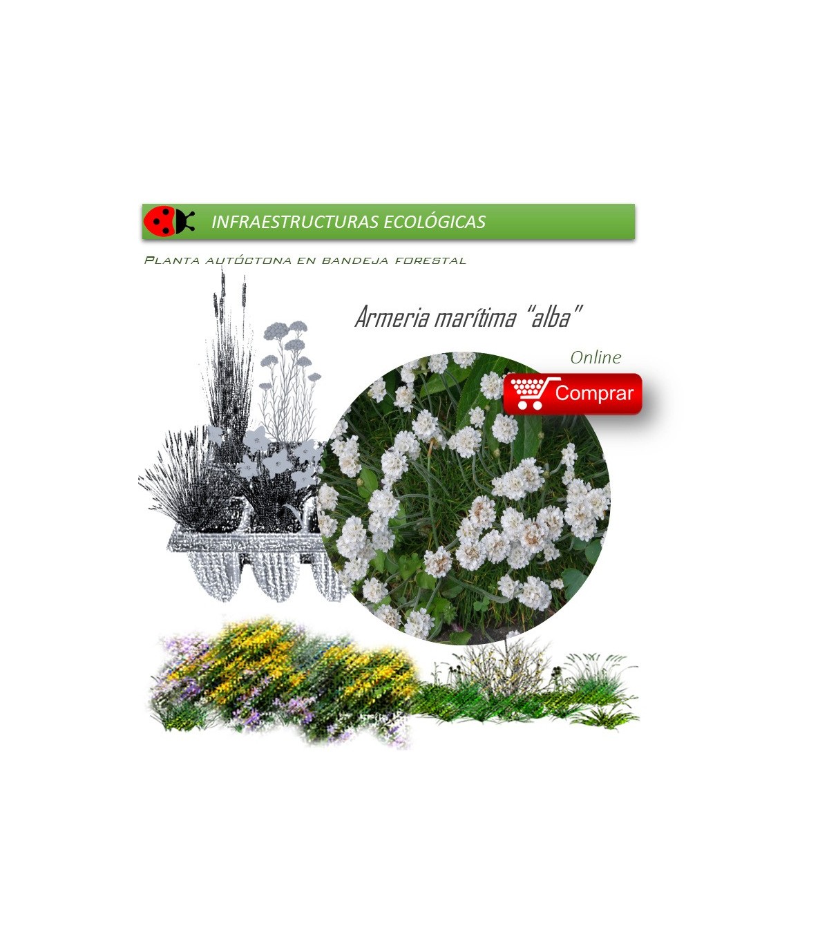 ARMERIA MARITIMA ALBA (Clavel de mar) BF 40/260