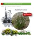Venta de ASPHODELUS FISTULOSUS (Gamón) BF 40/260