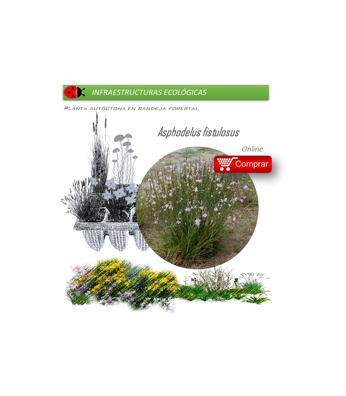 Venta de ASPHODELUS FISTULOSUS (Gamón) BF 40/260