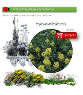Venta de BUPLEURUM FRUTICOSUM (Adelfilla) BF 45/220
