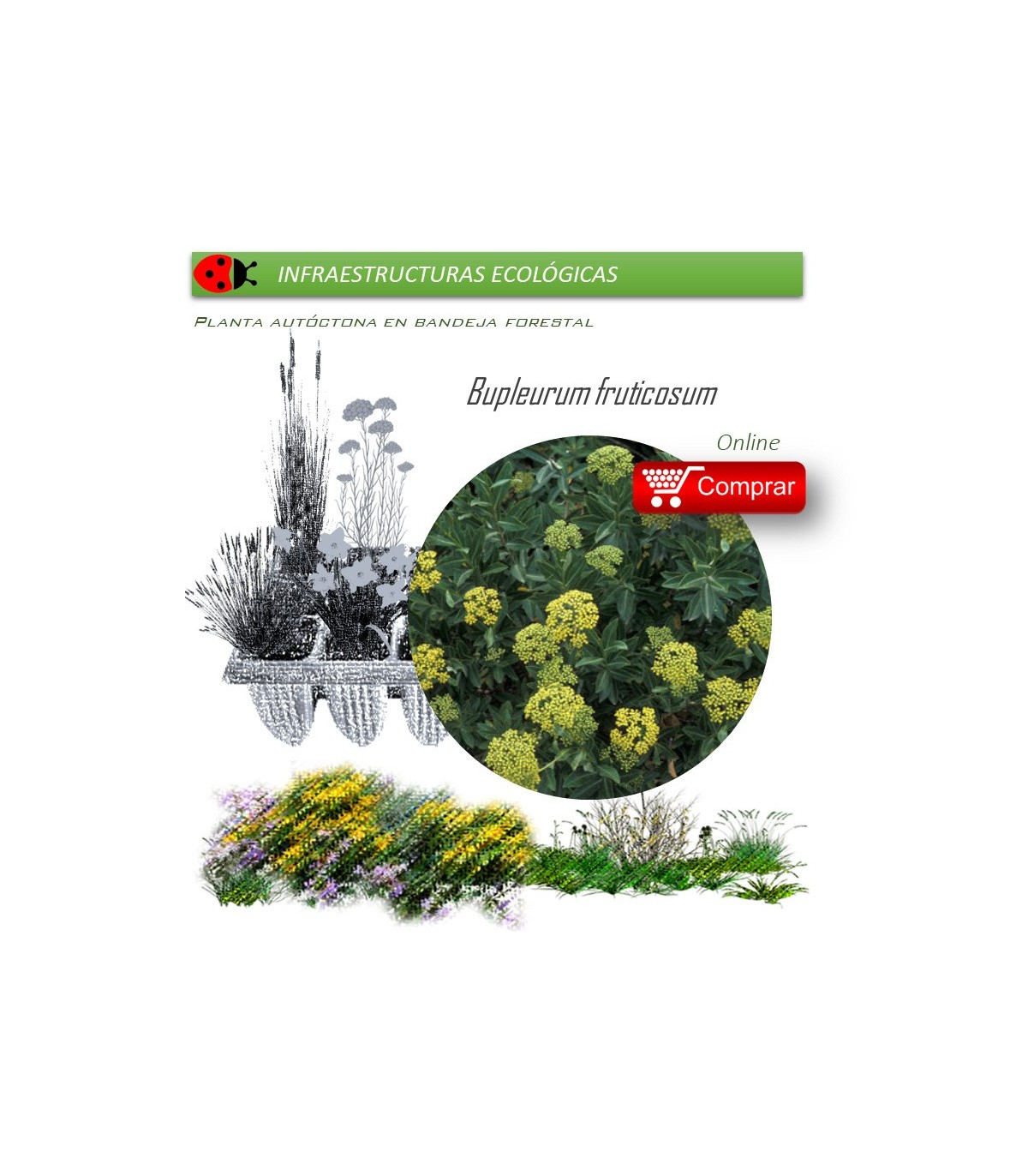 Venta de BUPLEURUM FRUTICOSUM (Adelfilla) BF 45/220