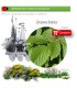 Venta de CARPINUS BETULUS (Carpe) BF 28/400