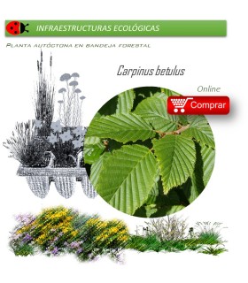 Venta de CARPINUS BETULUS (Carpe) BF 28/400