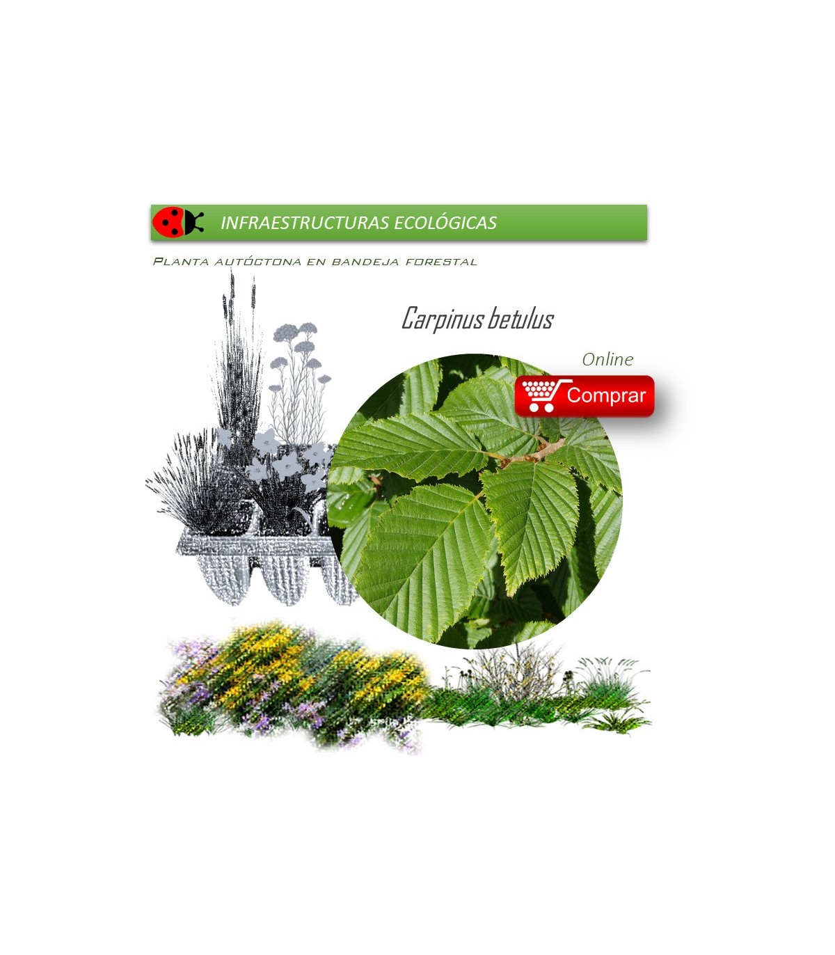 Venta de CARPINUS BETULUS (Carpe) BF 28/400