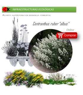 Venta de CENTRANTHUS RUBER (Alfeñique) BF 40/260