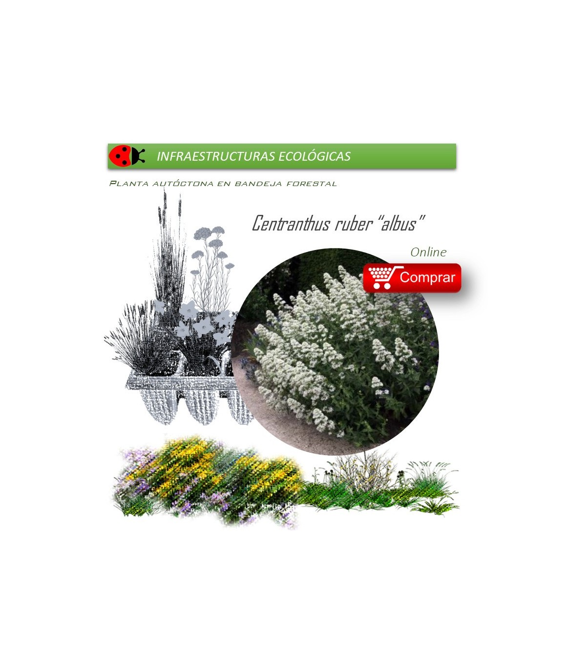 Venta de CENTRANTHUS RUBER (Alfeñique) BF 40/260