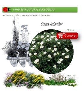 Venta de CISTUS LADANIFER (Jara pringosa) BF 45/220