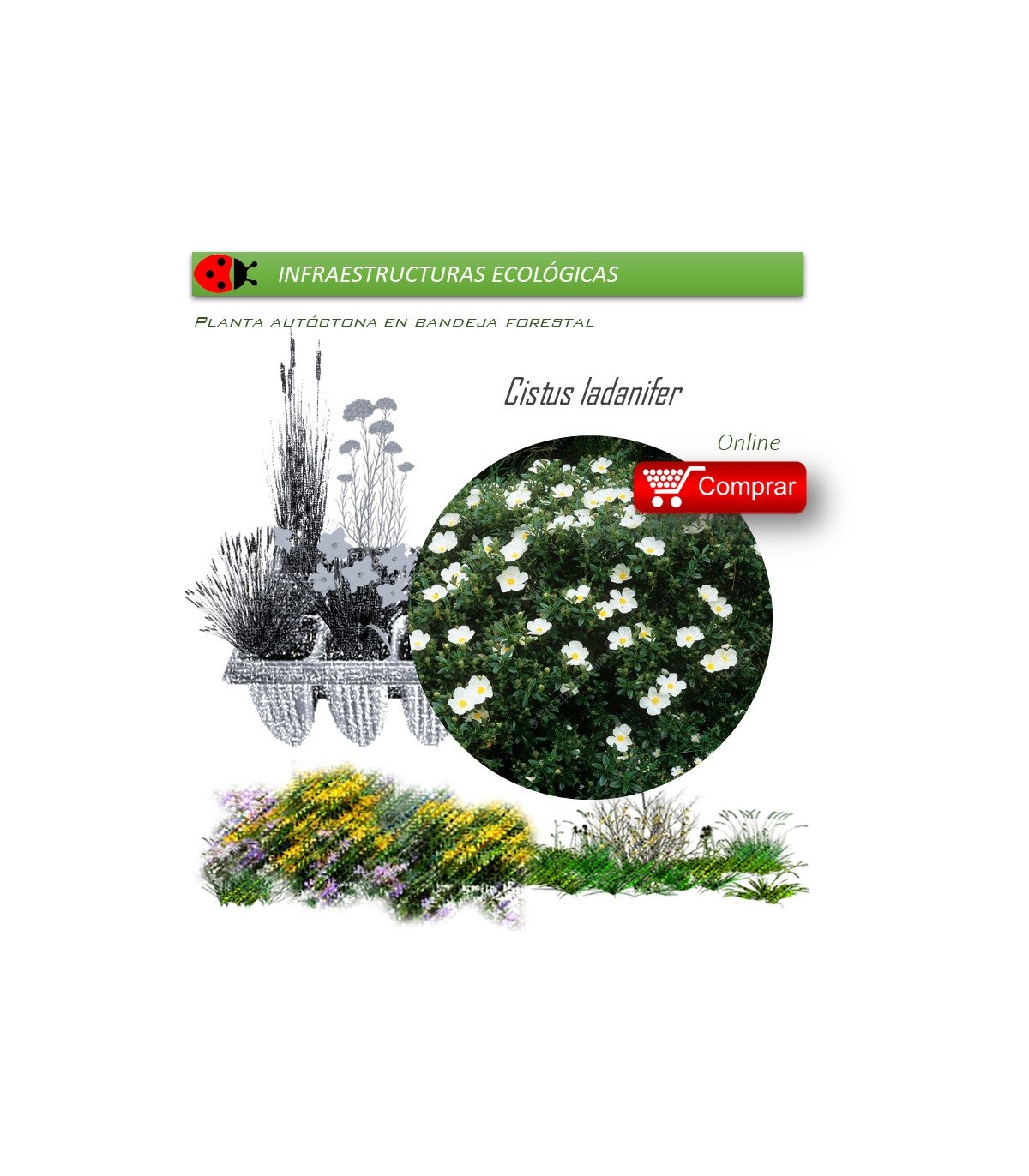 Venta de CISTUS LADANIFER (Jara pringosa) BF 45/220