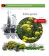 Venta de ACHILLEA AGERATUM (Agerato)  AH 54