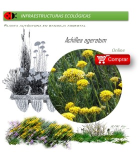 Venta de ACHILLEA AGERATUM (Agerato)  AH 54