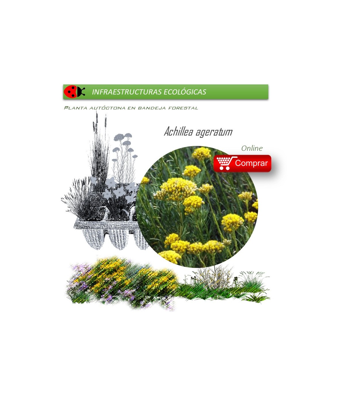 Venta de ACHILLEA AGERATUM (Agerato)  AH 54