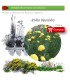 Venta de ACHILLEA FILIPENDULINA (milenrama dorada) AH 54