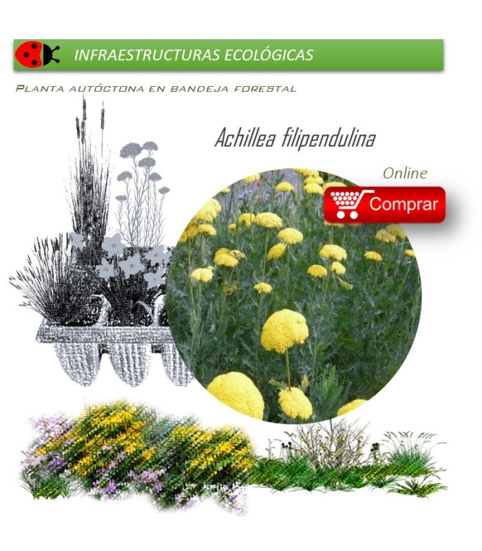 Venta de ACHILLEA FILIPENDULINA (milenrama dorada) AH 54