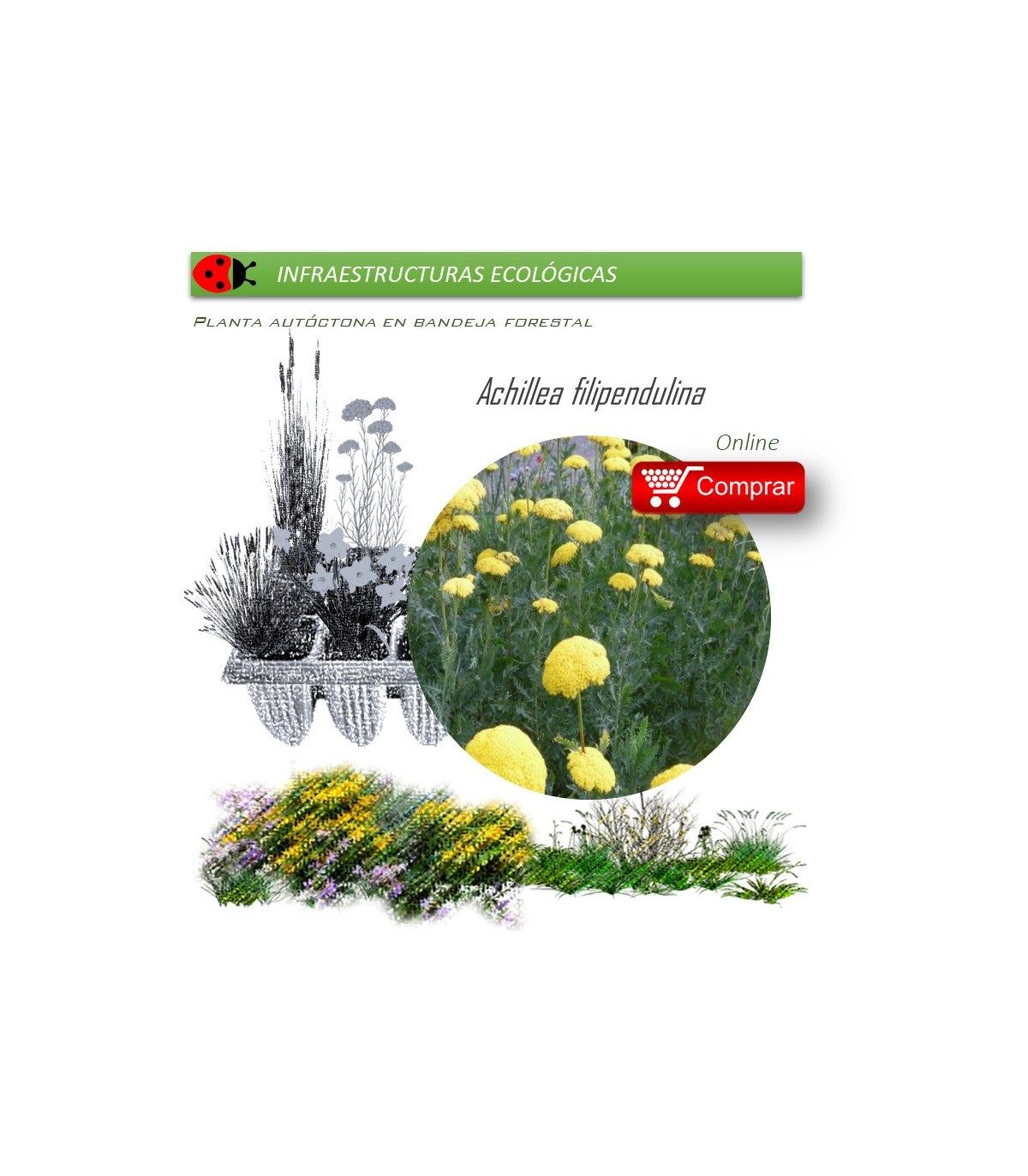 Venta de ACHILLEA FILIPENDULINA (milenrama dorada) AH 54