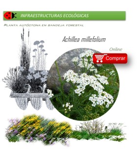Venta deACHILLEA MILLEFOLIUM (Milenrama) AH 54