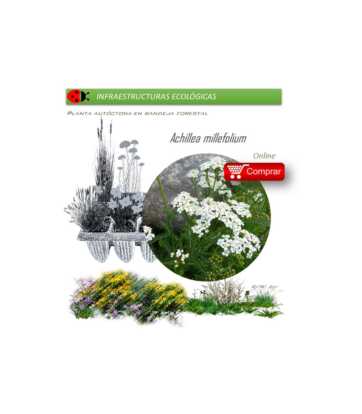 Venta deACHILLEA MILLEFOLIUM (Milenrama) AH 54