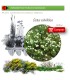 Venta de CISTUS SALVIIFOLIUS (Jaguarzo morisco) AF 45/220
