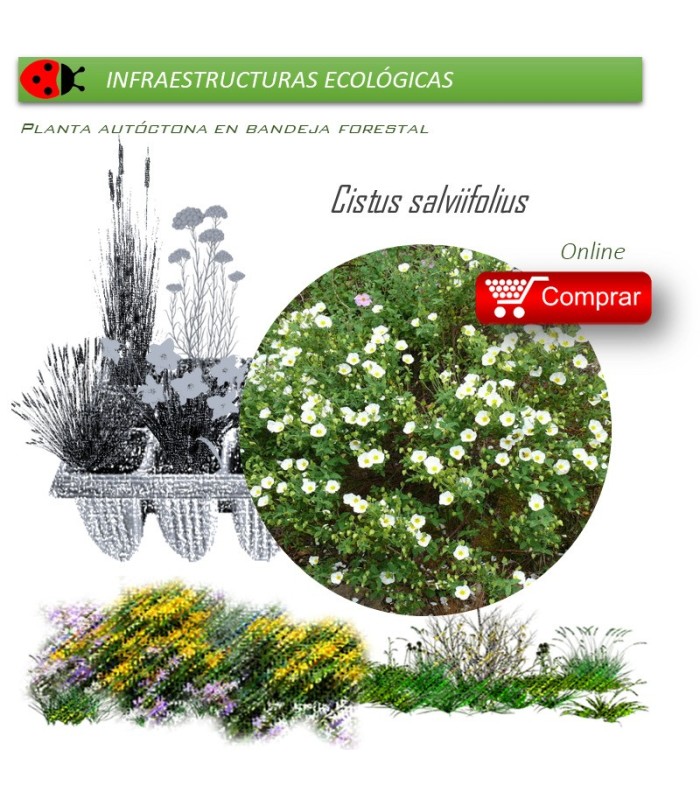 Venta de CISTUS SALVIIFOLIUS (Jaguarzo morisco) AF 45/220