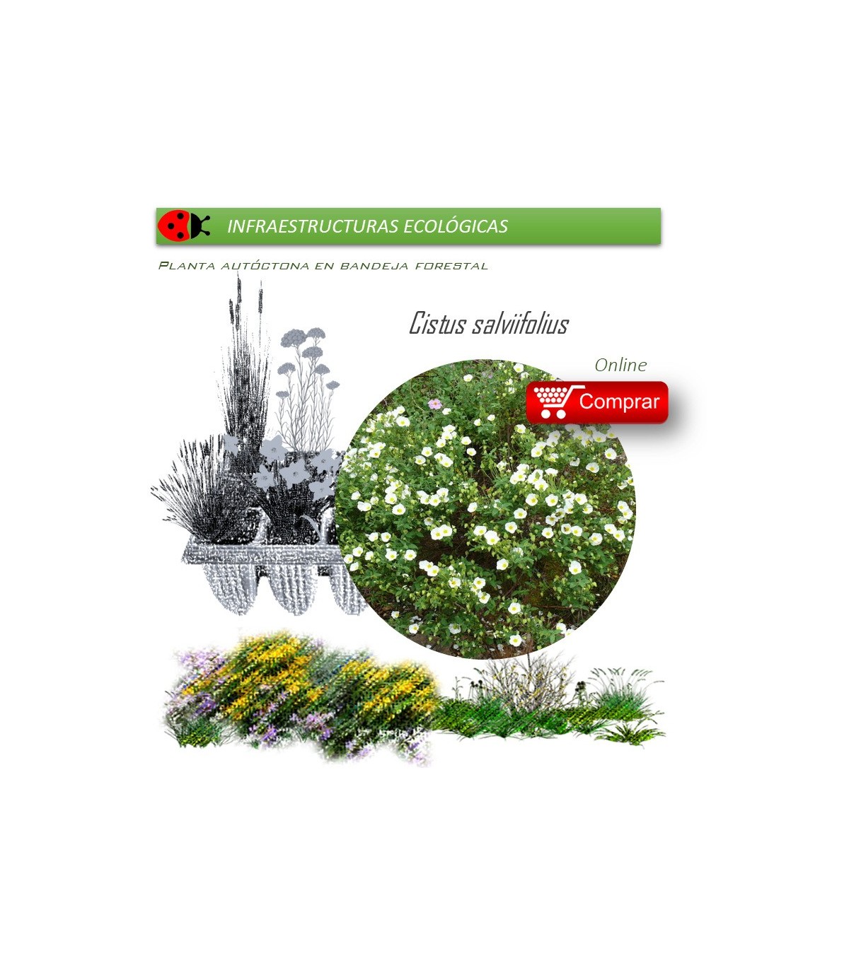 Venta de CISTUS SALVIIFOLIUS (Jaguarzo morisco) AF 45/220