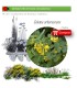 Venta de COLUTEA ARBORESCENS (Espantalobos) AF 28/400