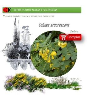 Venta de COLUTEA ARBORESCENS (Espantalobos) AF 28/400